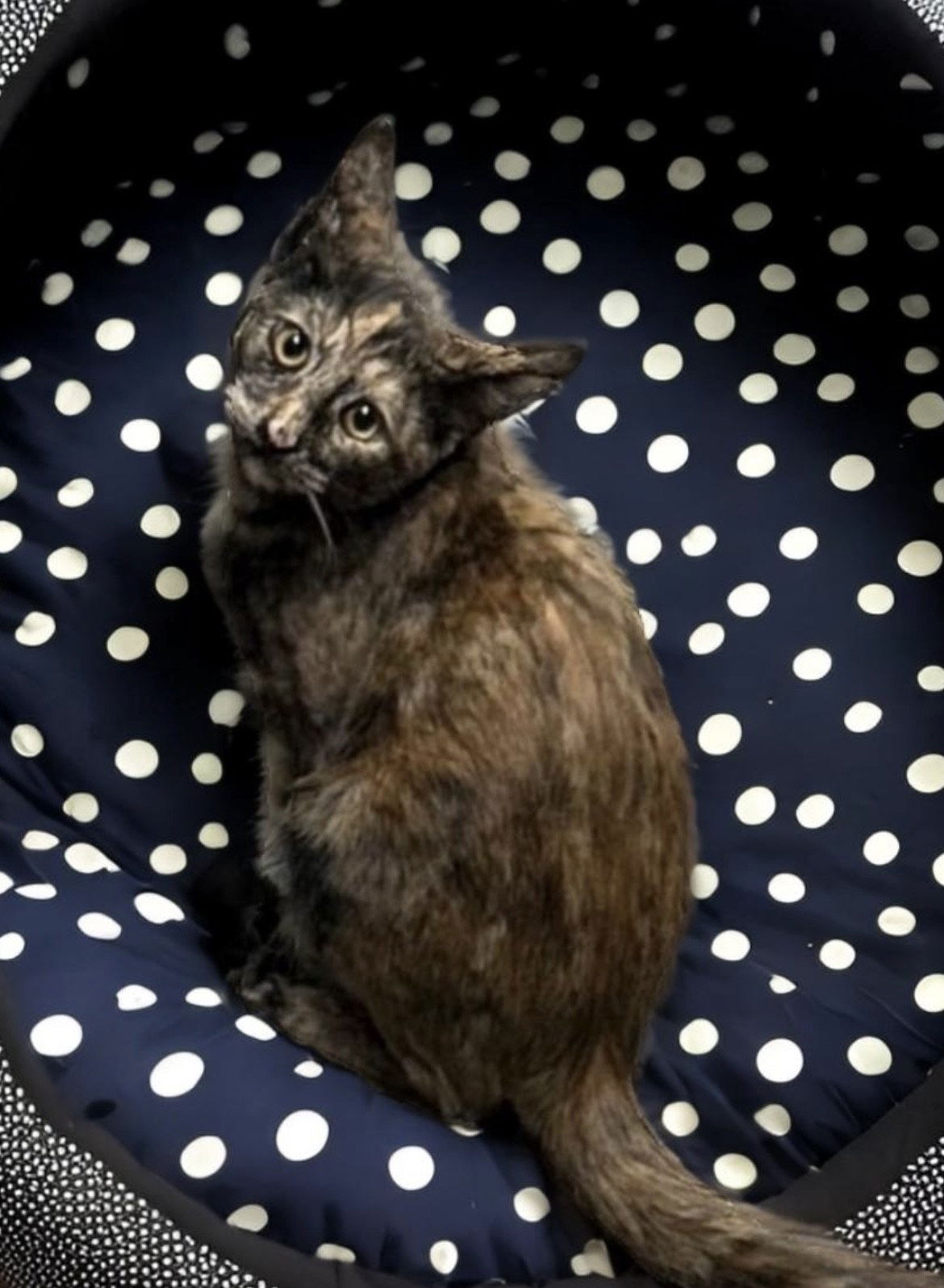 adoptable Cat in Chandler, AZ named Autumn