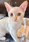 adoptable Cat in Chandler, AZ named Summer