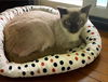 adoptable Cat in Chandler, AZ named Sapphire