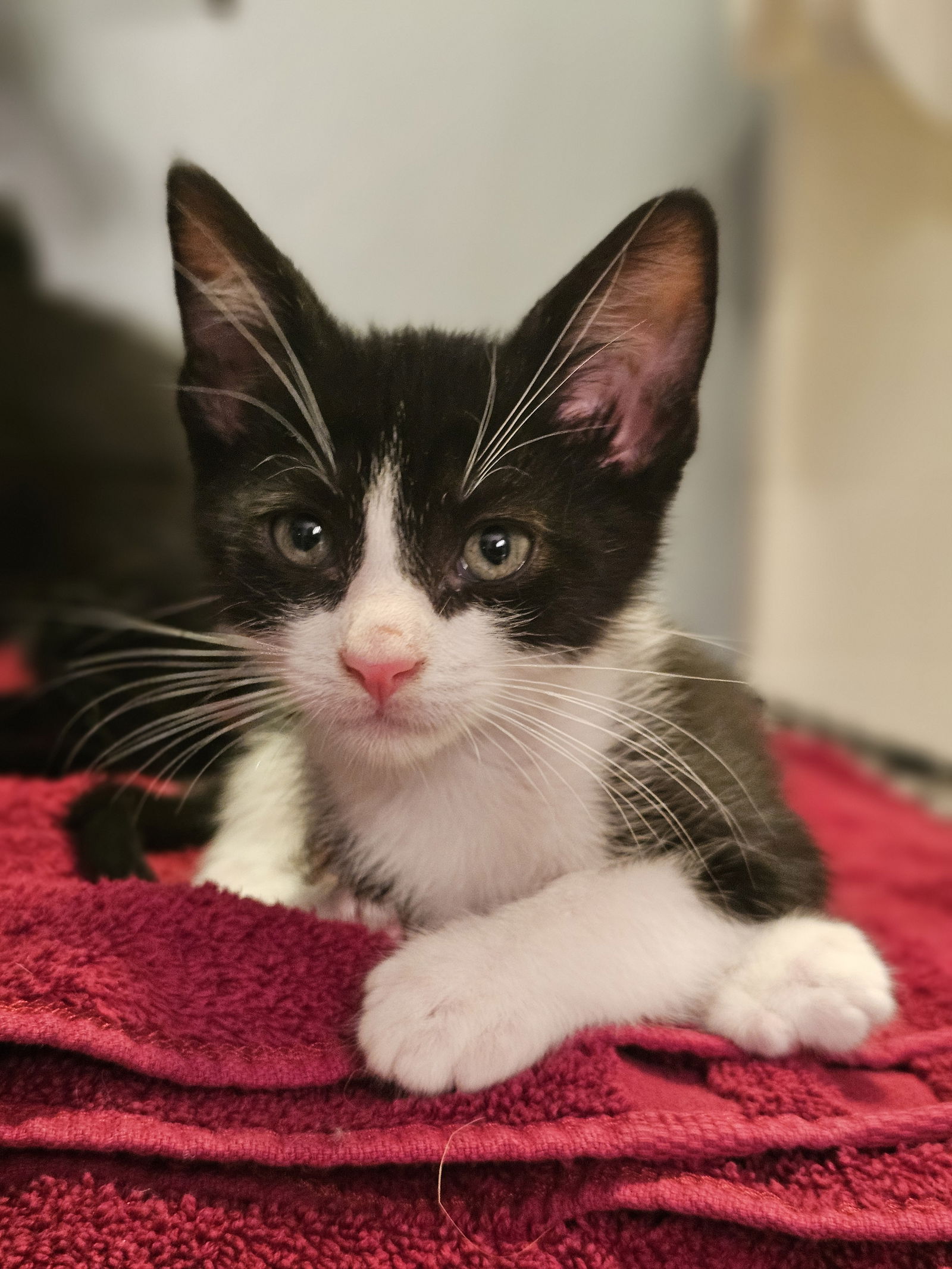 adoptable Cat in Chandler, AZ named Clyde