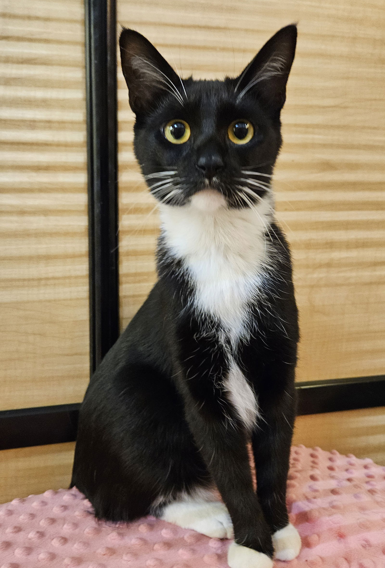 adoptable Cat in Tempe, AZ named Midnight