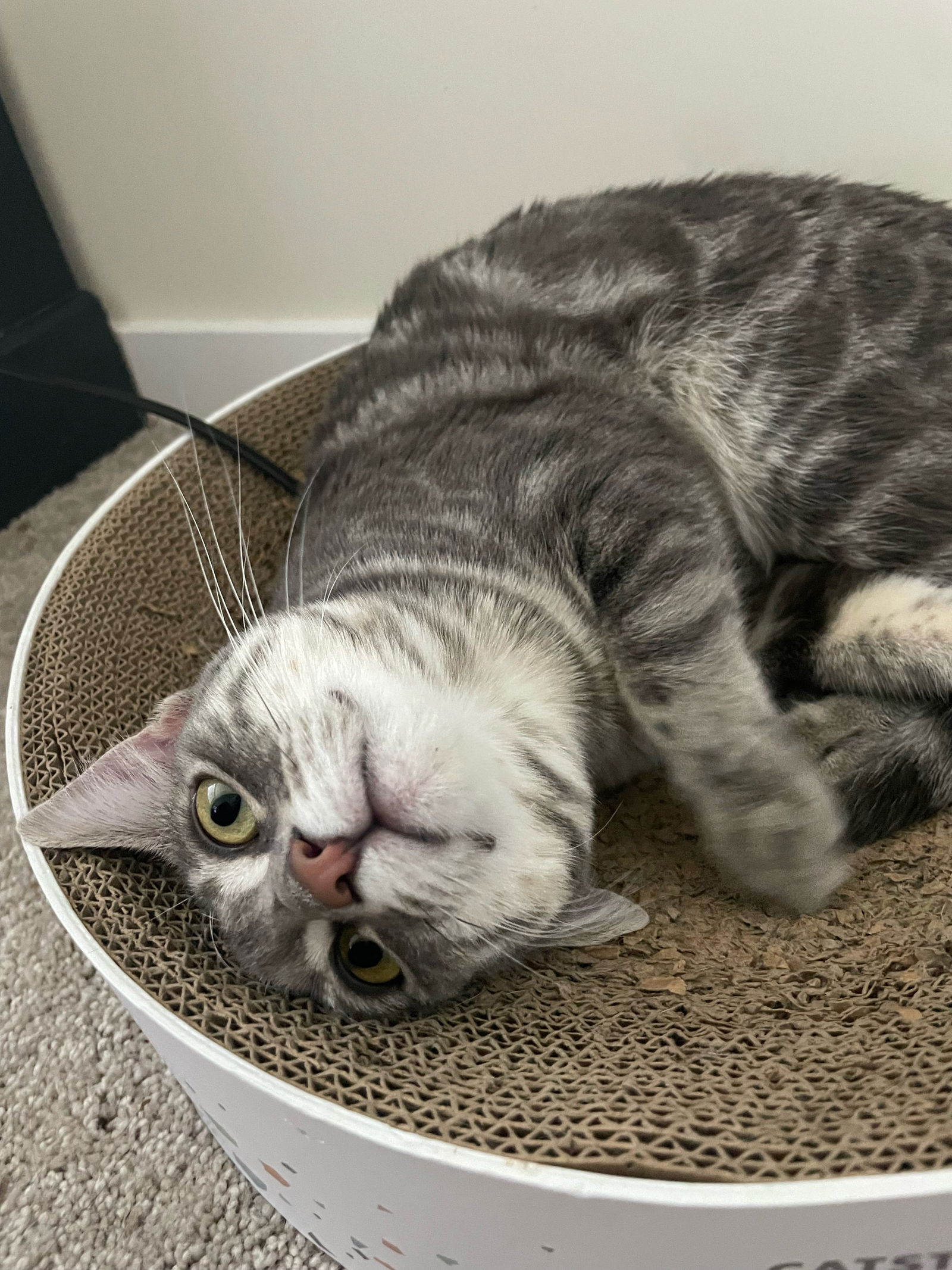 adoptable Cat in Chandler, AZ named Aspen