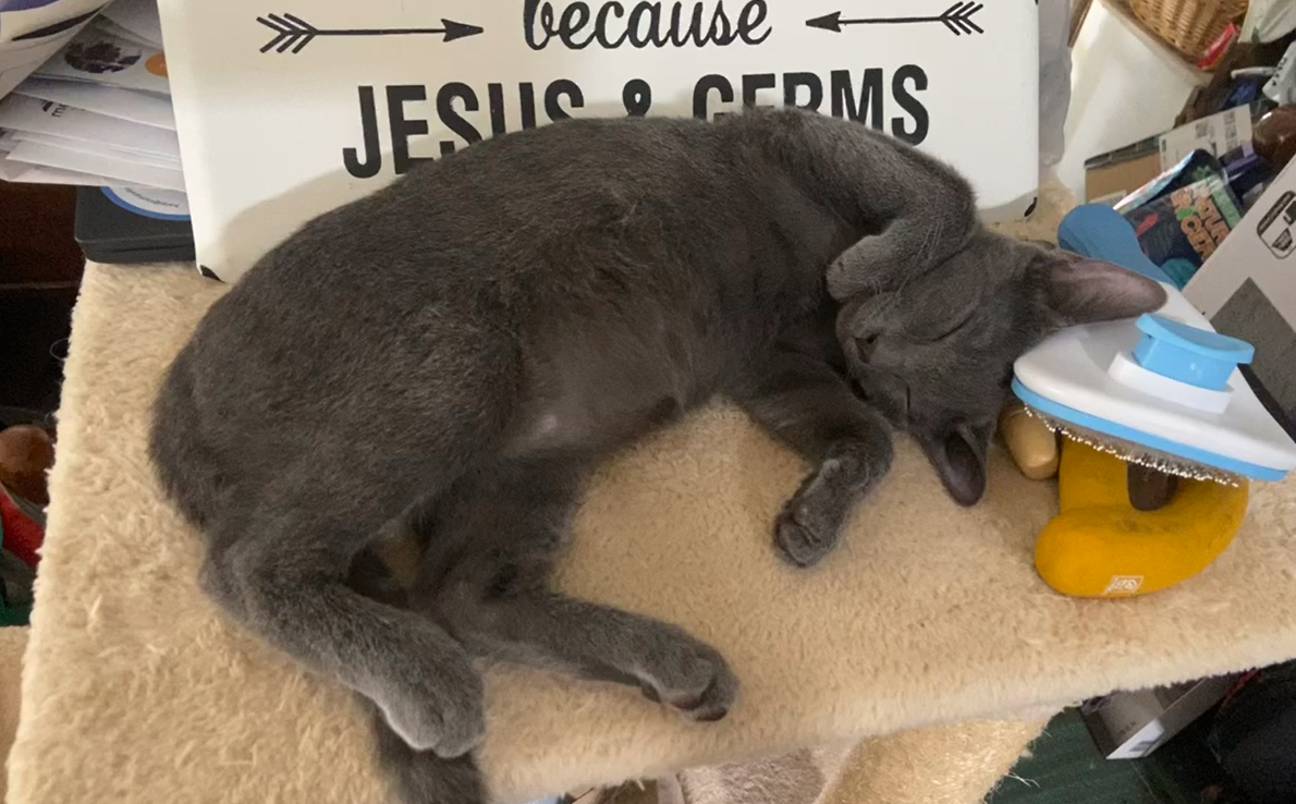 adoptable Cat in Chandler, AZ named Spunky