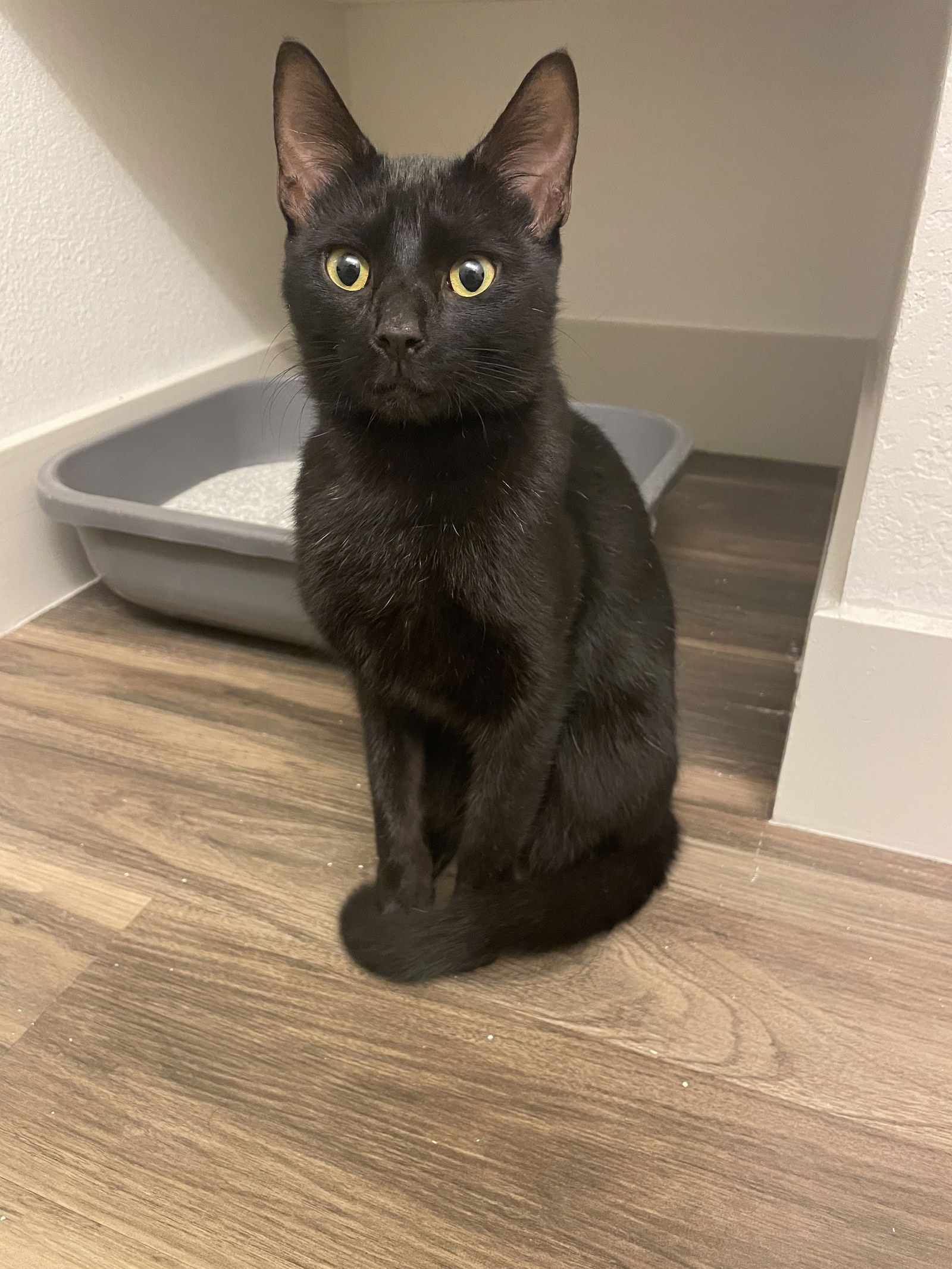 adoptable Cat in Chandler, AZ named Eclipse