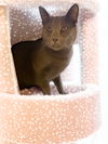 Baloo (bonded to Freckles)