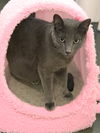 Baloo (bonded to Freckles)