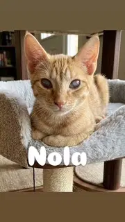 Nola - Domestic Short Hair