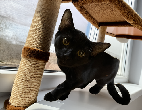 Raja