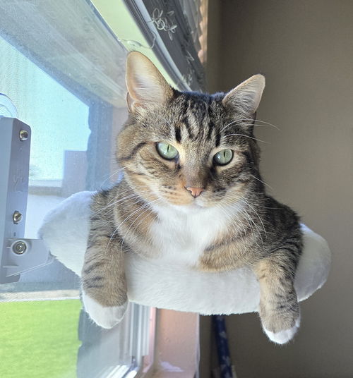 Chubbins
