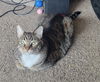 Chubbins