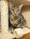 Freckles (bonded to Baloo)