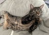 Freckles (bonded to Baloo)