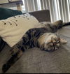 Freckles (bonded to Baloo)
