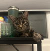 Freckles (bonded to Baloo)