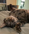 Freckles (bonded to Baloo)