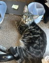 Freckles (bonded to Baloo)