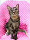 Freckles (bonded to Baloo)