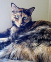 Osita (bonded with Carmella)