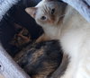 Osita (bonded with Carmella)