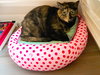 Osita (bonded with Carmella)
