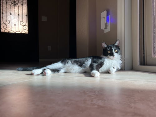 Romeo