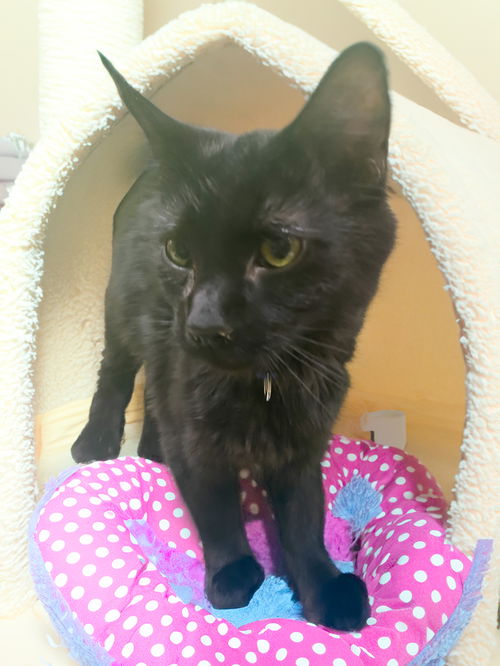 Bagheera