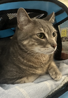 Prince Chonk