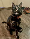 Iris (bonded to Bruin)