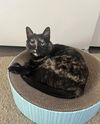Iris (bonded to Bruin)