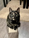 Iris (bonded to Bruin)