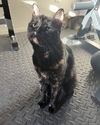 Iris (bonded to Bruin)