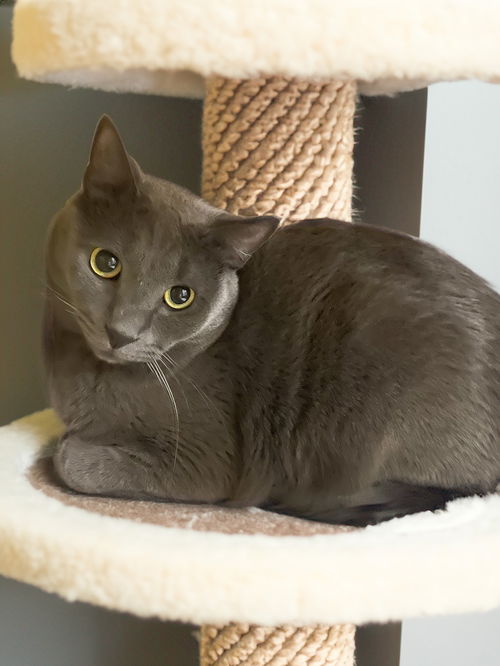 picture of the cat needing adoption