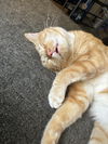 Floppy