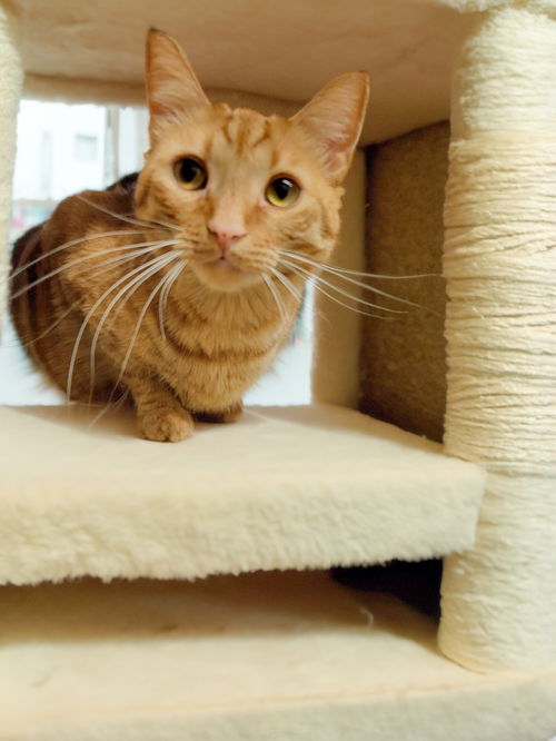 picture of the cat needing adoption