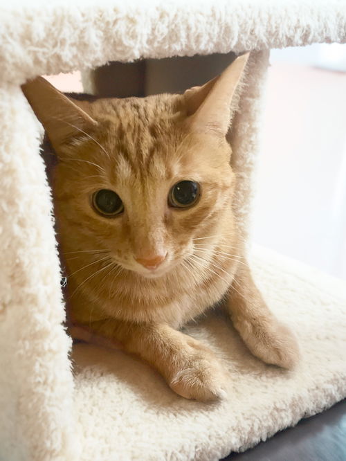 picture of the cat needing adoption