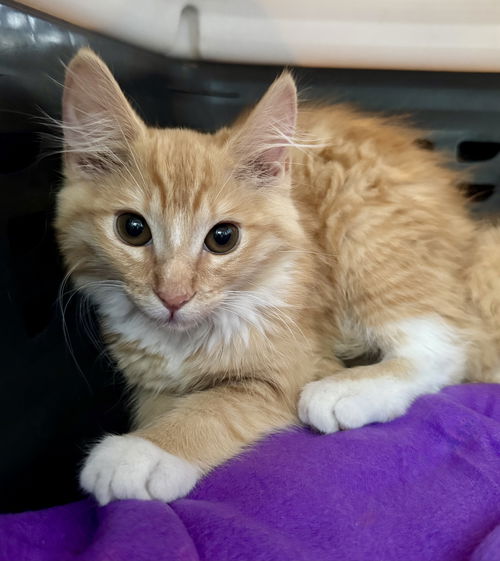 picture of the cat needing adoption