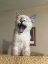 Nimbus