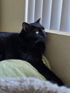 Cassiopeia (bonded to Andromeda)