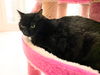 Andromeda (bonded to Cassiopeia)