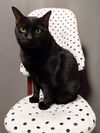 Andromeda (bonded to Cassiopeia)