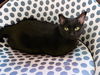 Andromeda (bonded to Cassiopeia)