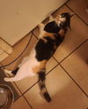 Callie