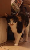 Callie