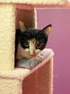 Callie