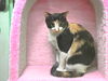 Callie