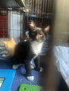 Leonardo (bonded to Daysi)