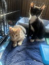 Leonardo (bonded to Daysi)