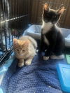 Daysi (bonded to Leonardo)