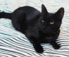 Purry