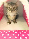 adoptable Cat in  named Mochi